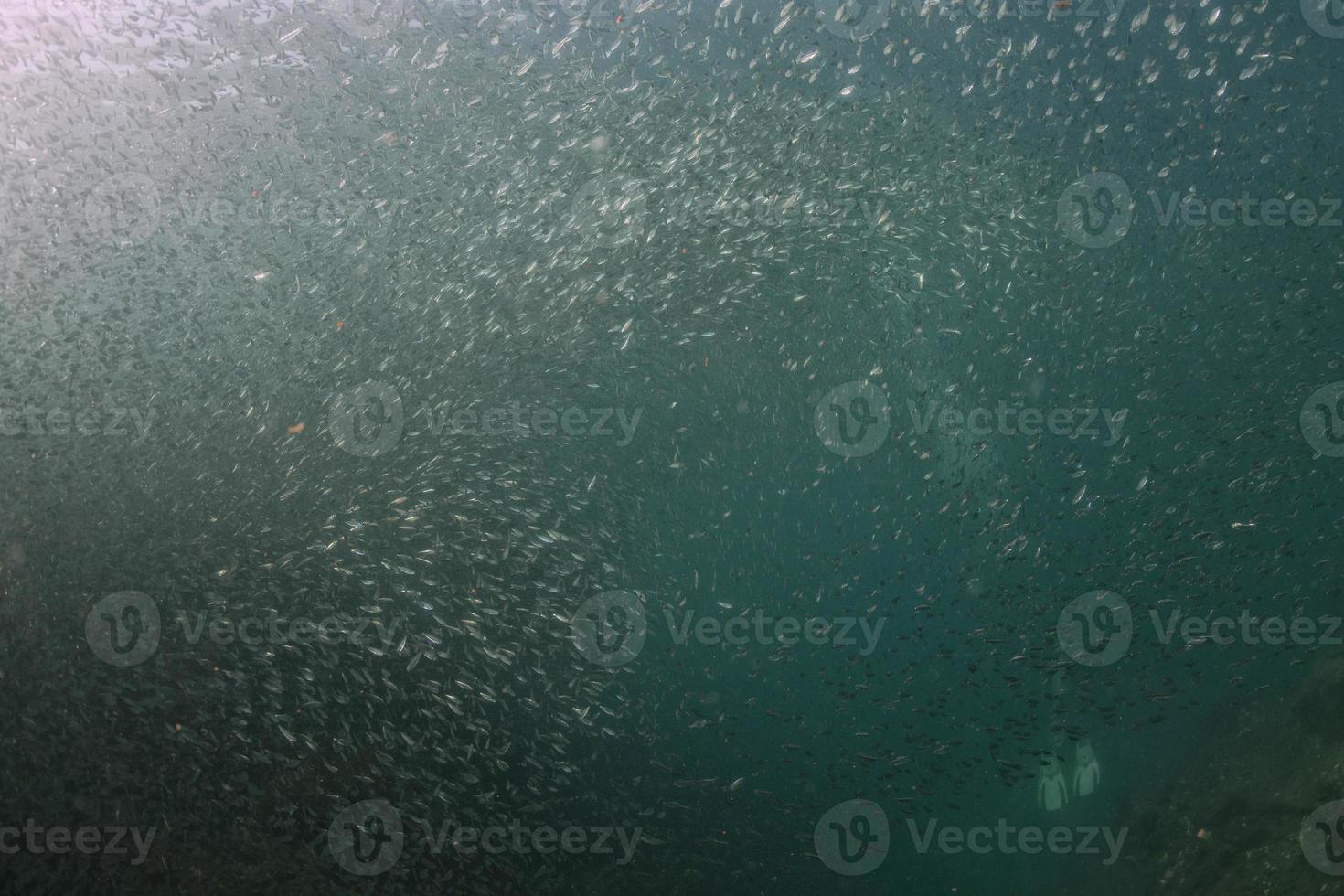 Diver entering Inside a giant sardines bait ball underwater photo