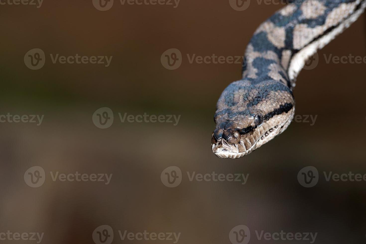 Python snake portrait coming to you photo