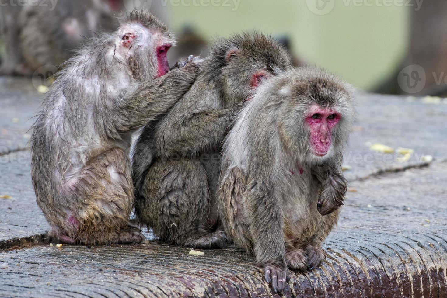 japanese macaque group monkey portrait at the zoo photo