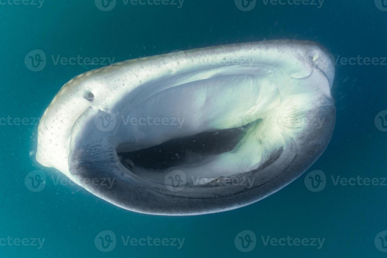 Whale Shark scuba underwater portrait photo