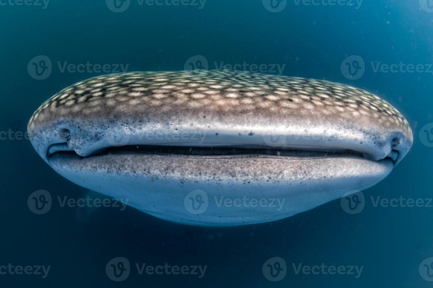 Whale Shark open mouth close up portrait underwater 17366083 Stock