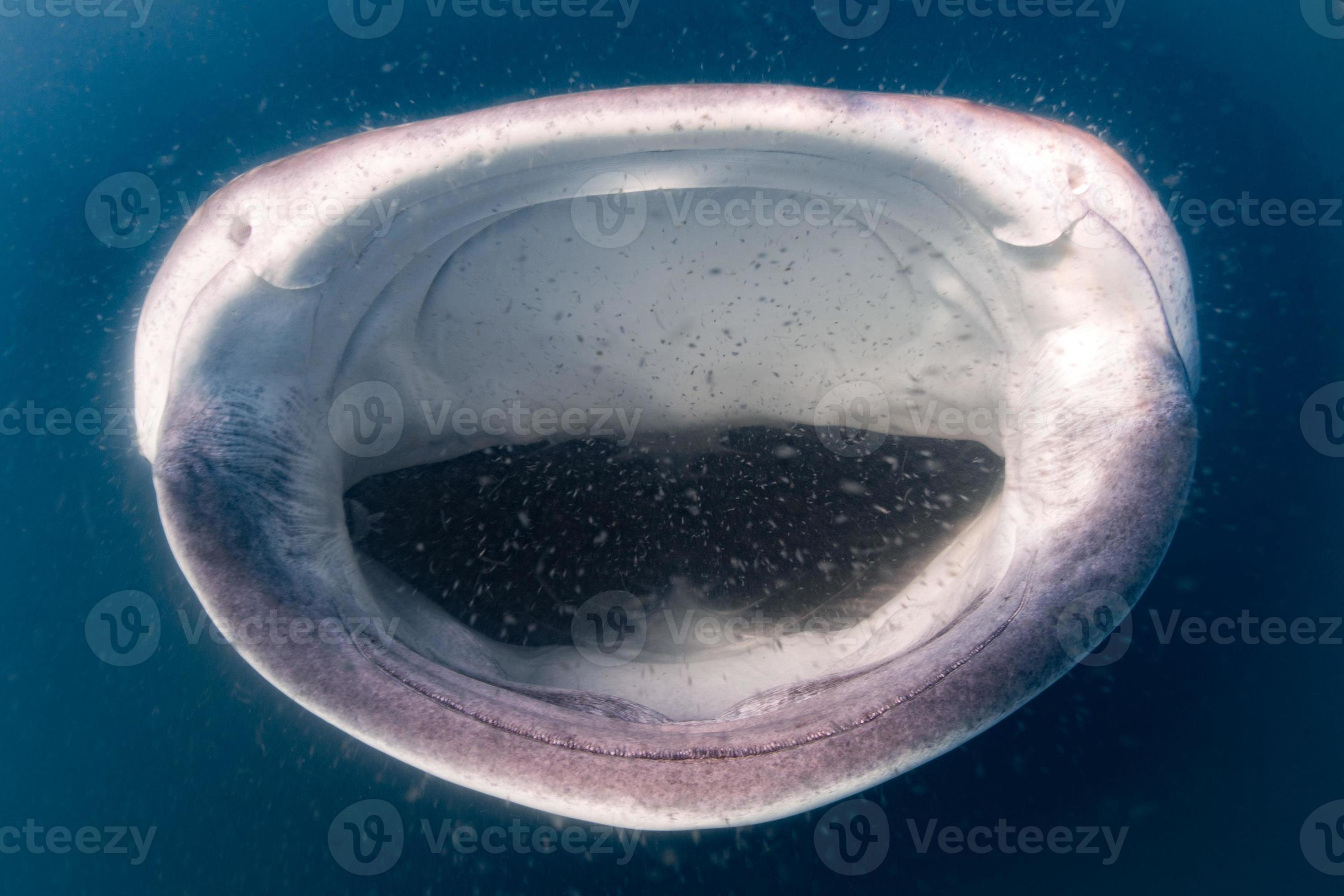Whale Shark open mouth close up portrait underwater 17366096 Stock