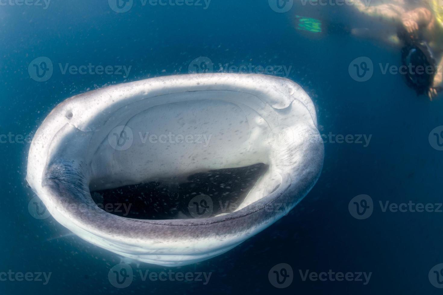 tiburón ballena y buzo bajo el agua foto