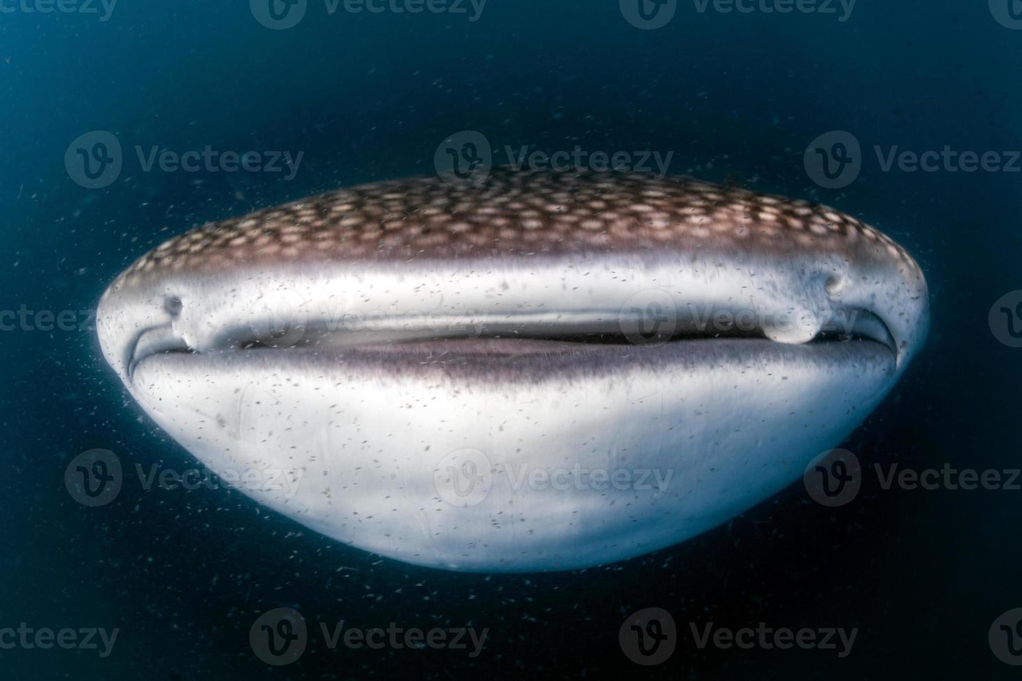 Whale Shark open mouth close up portrait underwater 17366100 Stock