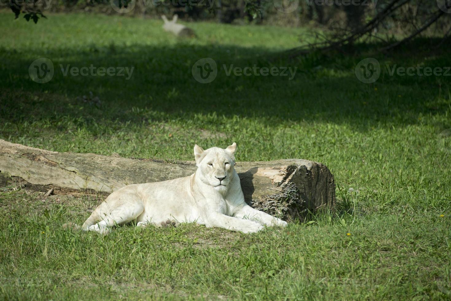 WHITE FEMALE LION photo