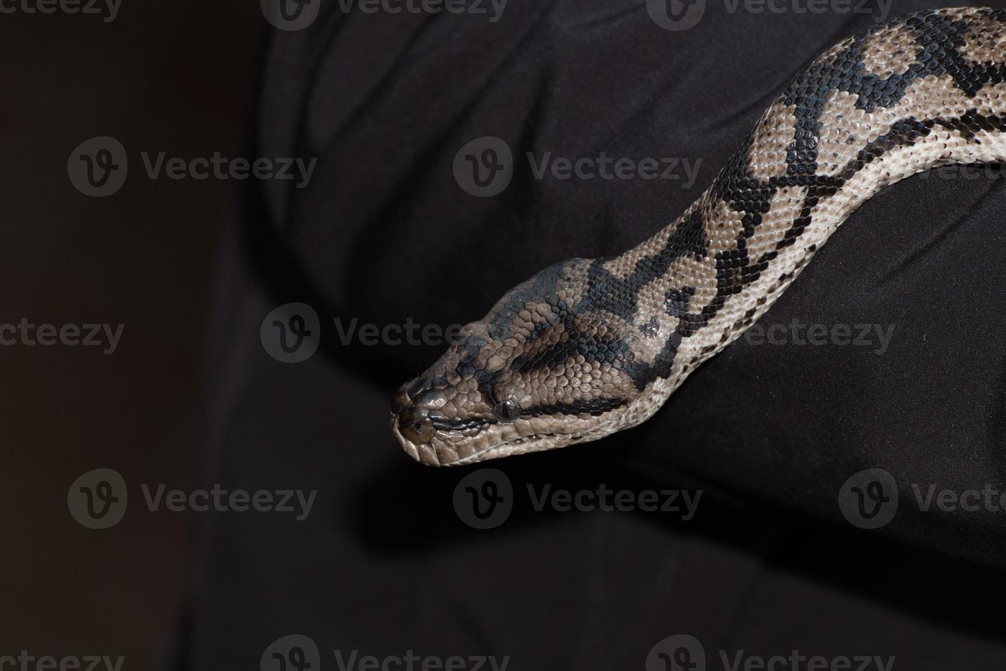 Python snake portrait hanging from man photo