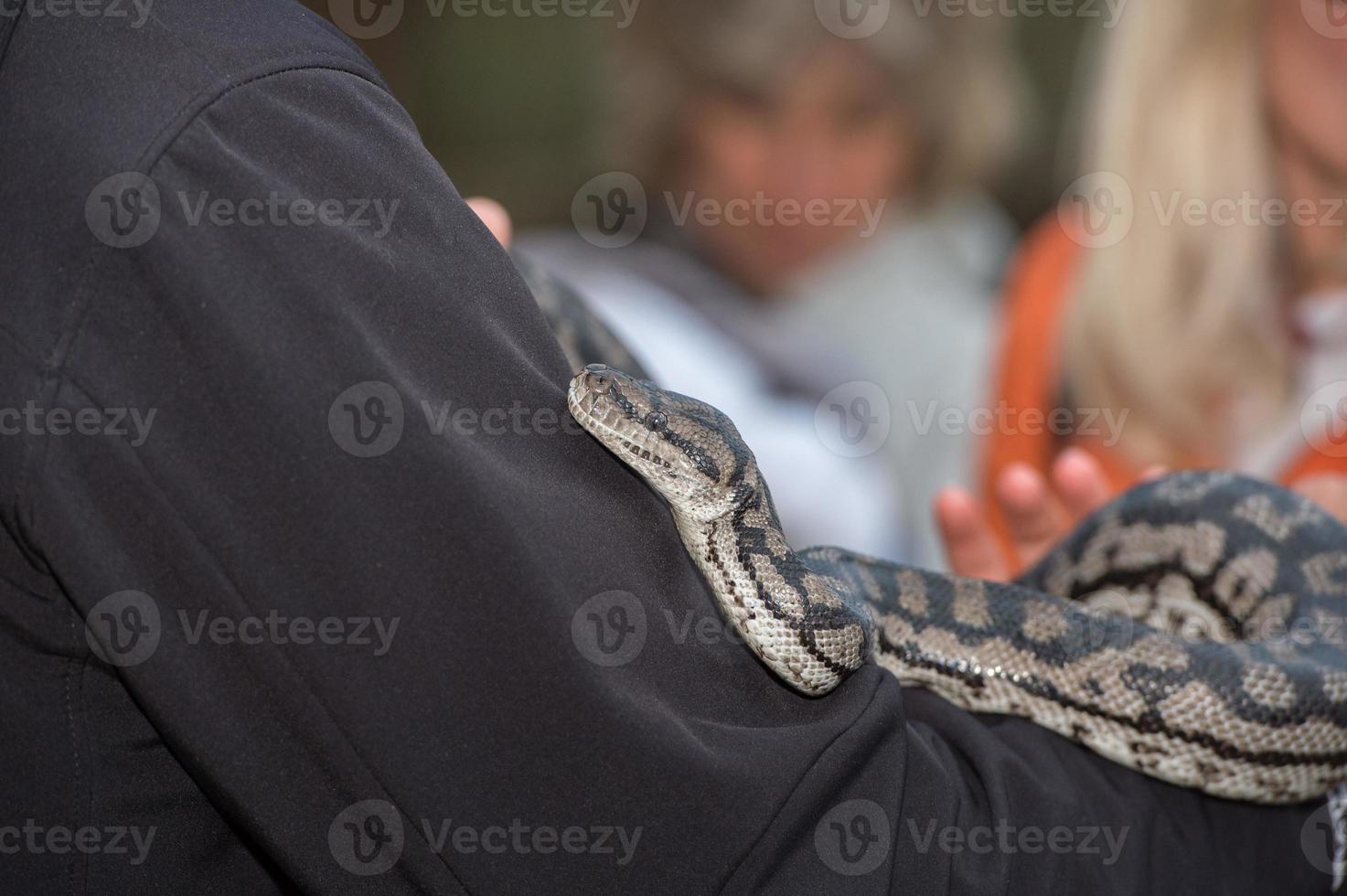 Python snake portrait hanging from man photo