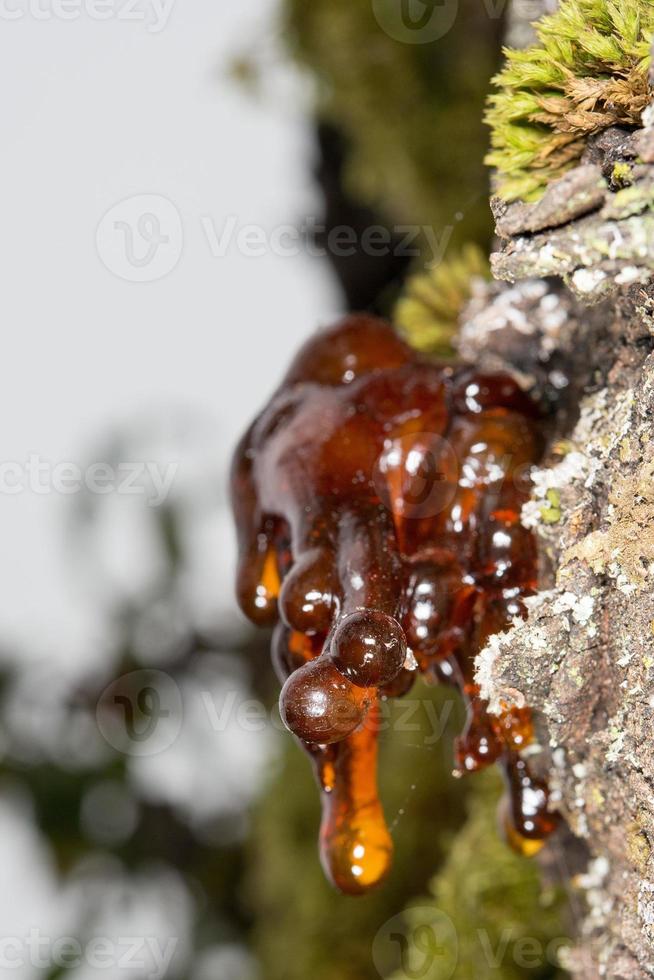 tree natural amber resin photo