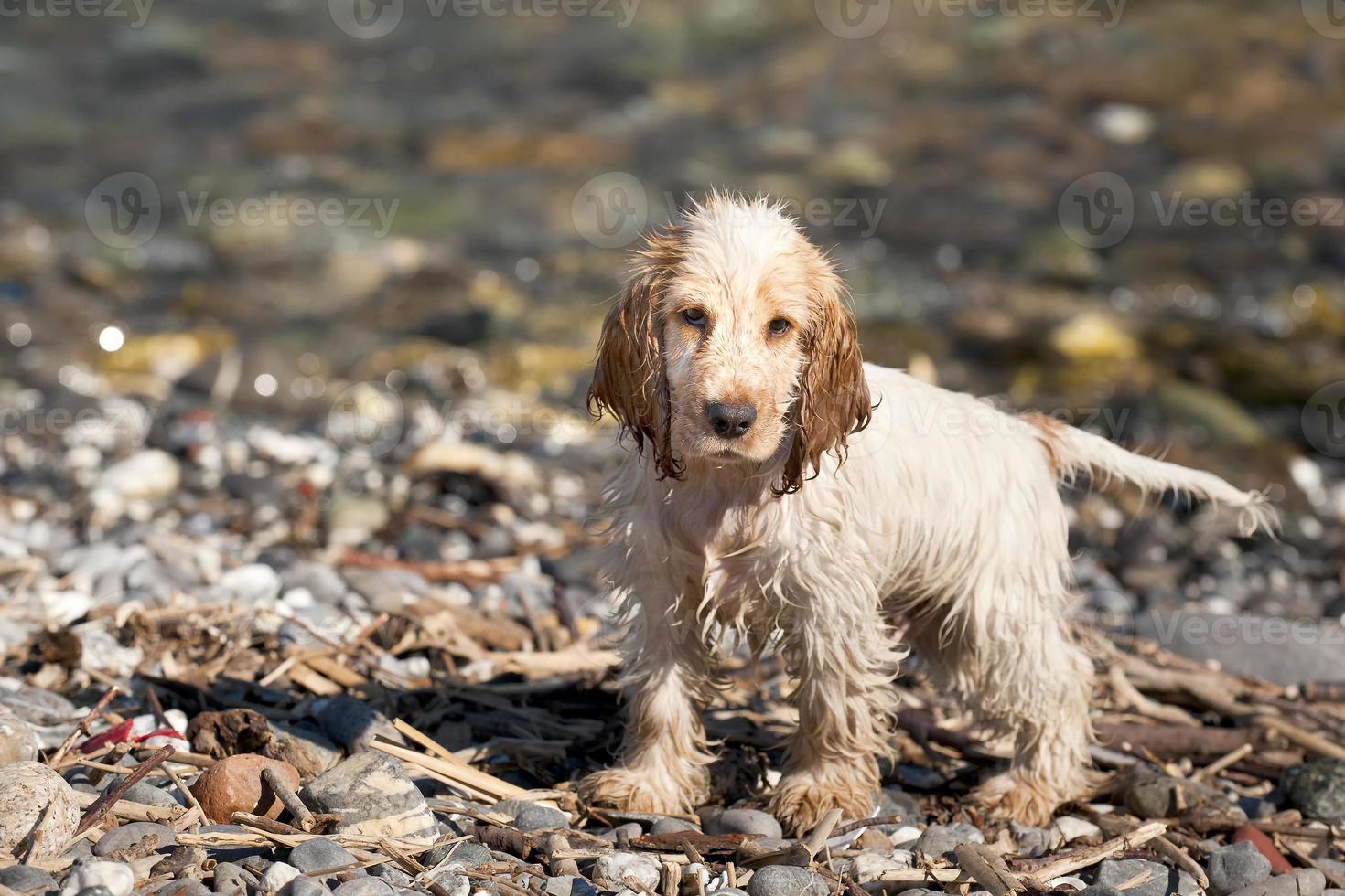 un cachorro muy joven cocker spaniel inglés mirándote retrato en la playa foto