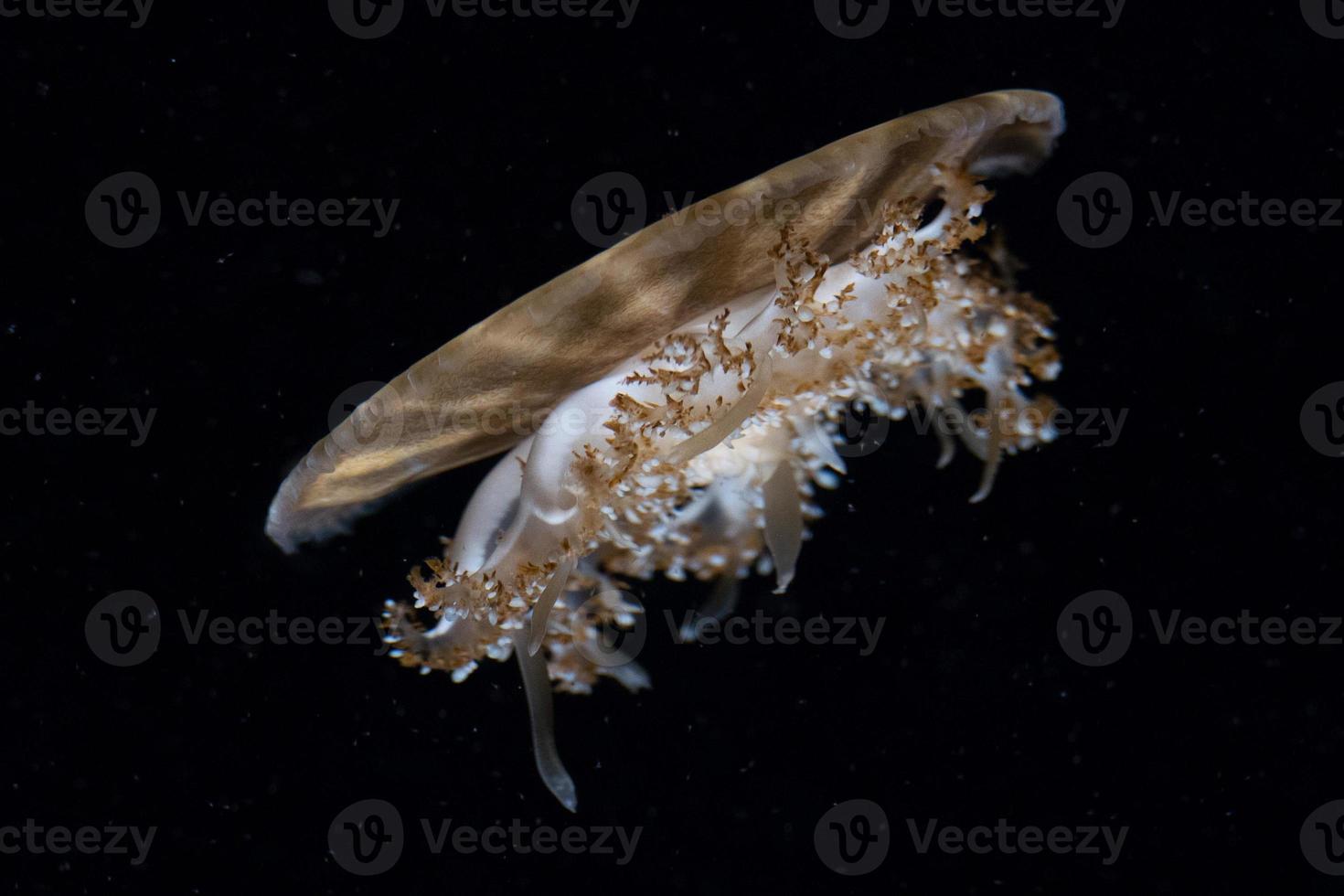 jellyfish isolated on black photo