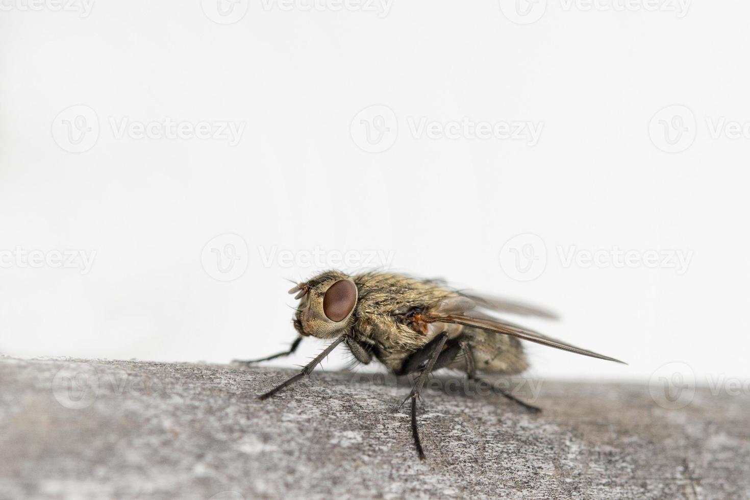 isolated fly on the green background photo