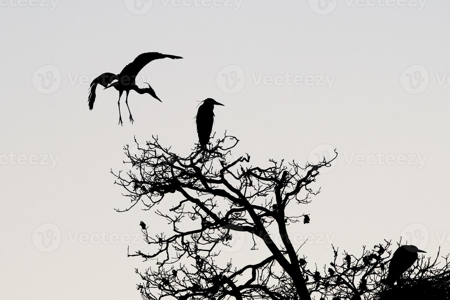 A black or blue heron silhouette in black and white photo