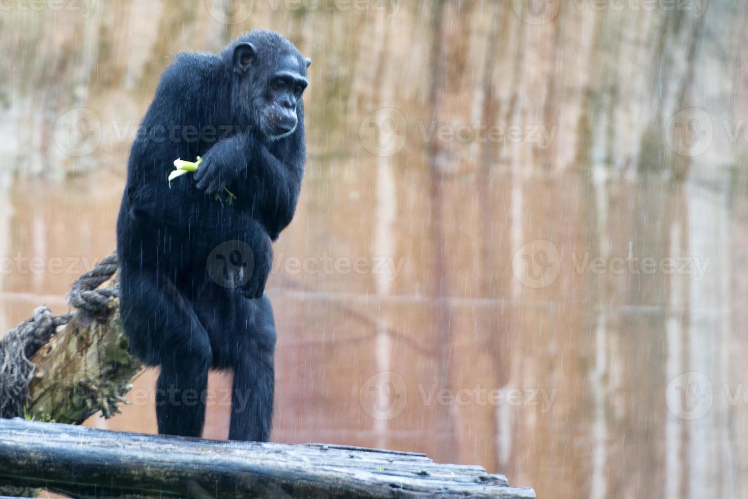 Ape chimpanzee monkey photo