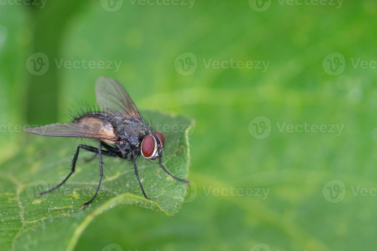 mosca aislada en el fondo verde foto