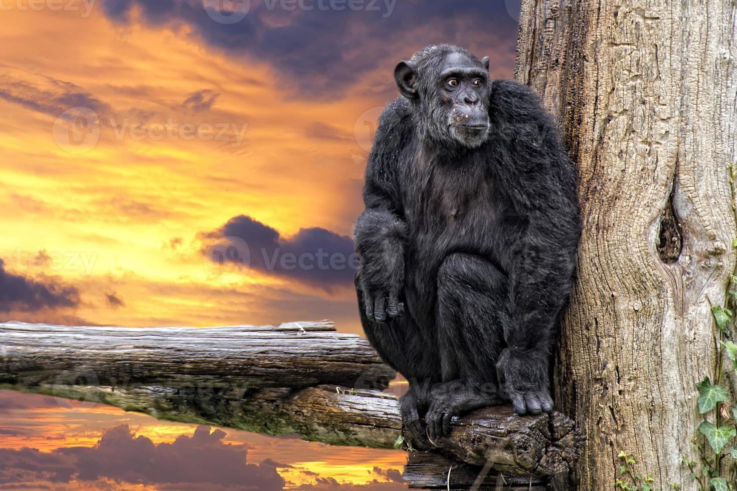 Ape chimpanzee monkey on sunset background photo