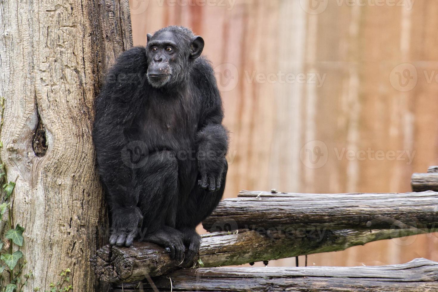 Ape chimpanzee monkey photo