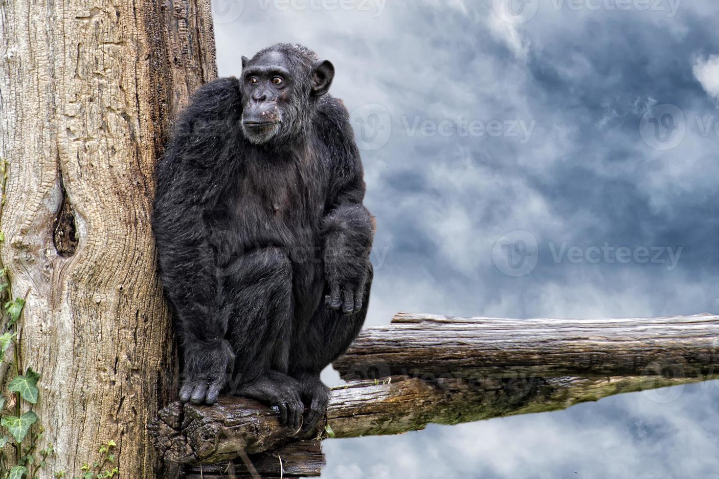Ape chimpanzee monkey on deep blue sky background photo