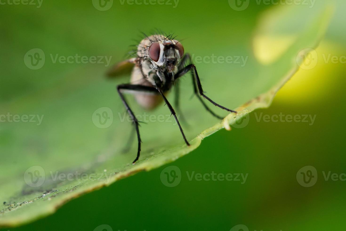 isolated fly on the green background photo