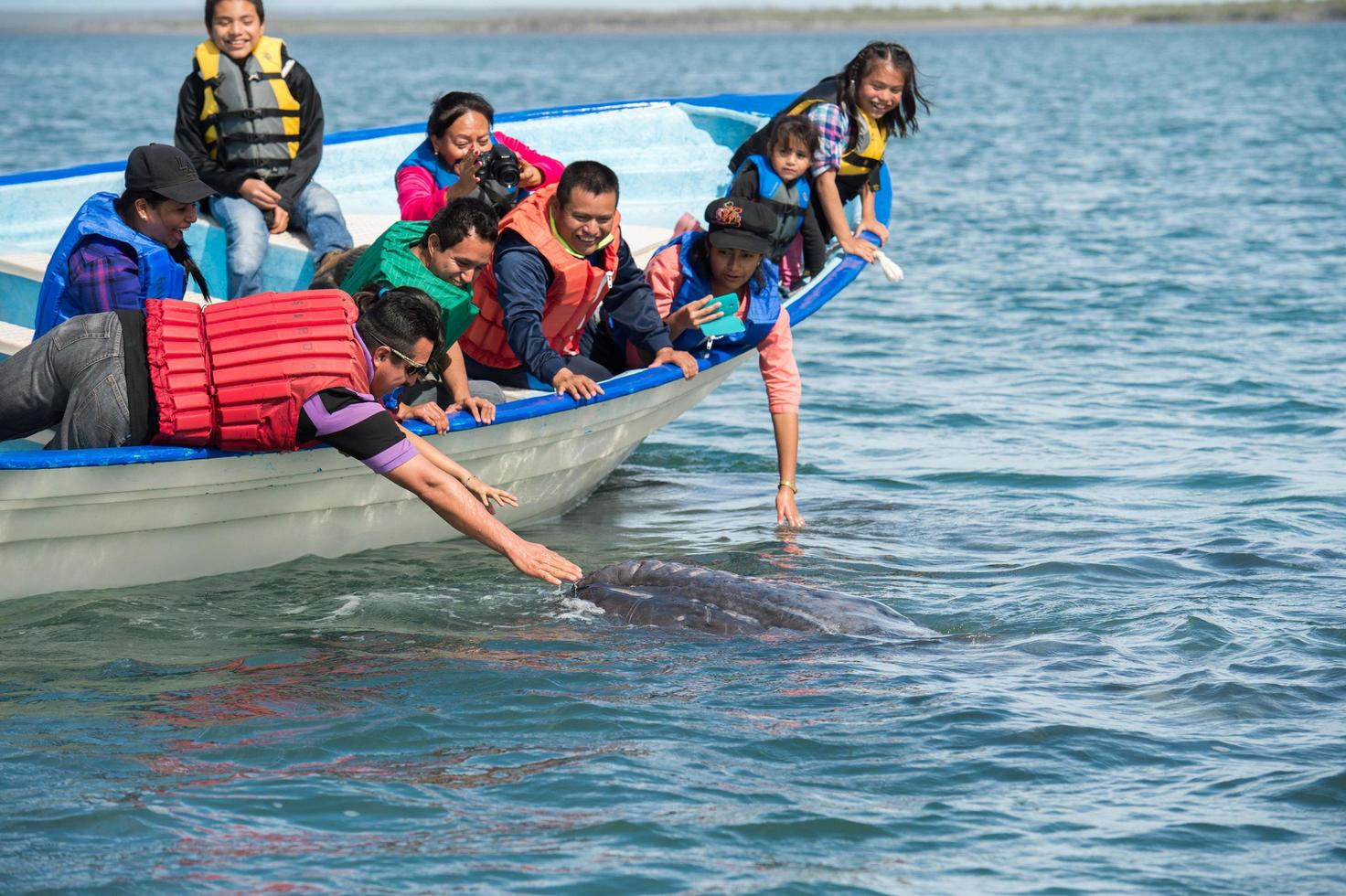 ALFREDO LOPEZ MATEOS - MEXICO - FEBRUARY, 5 2015 - grey whale approaching a boat photo