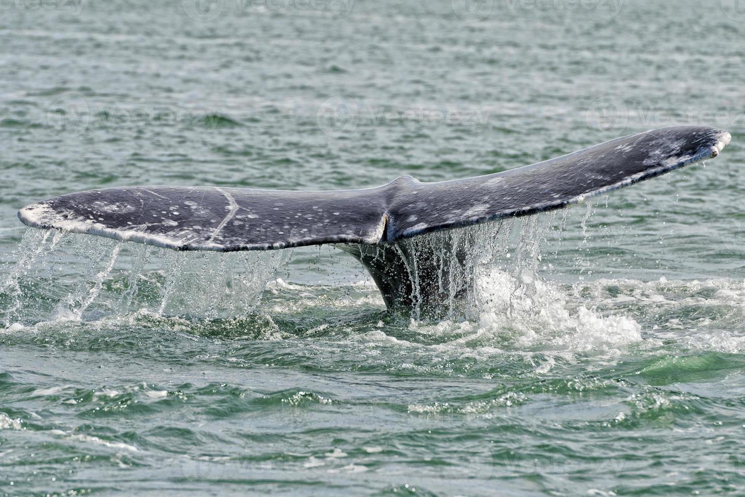 grey whale tail going down in pacific ocean photo