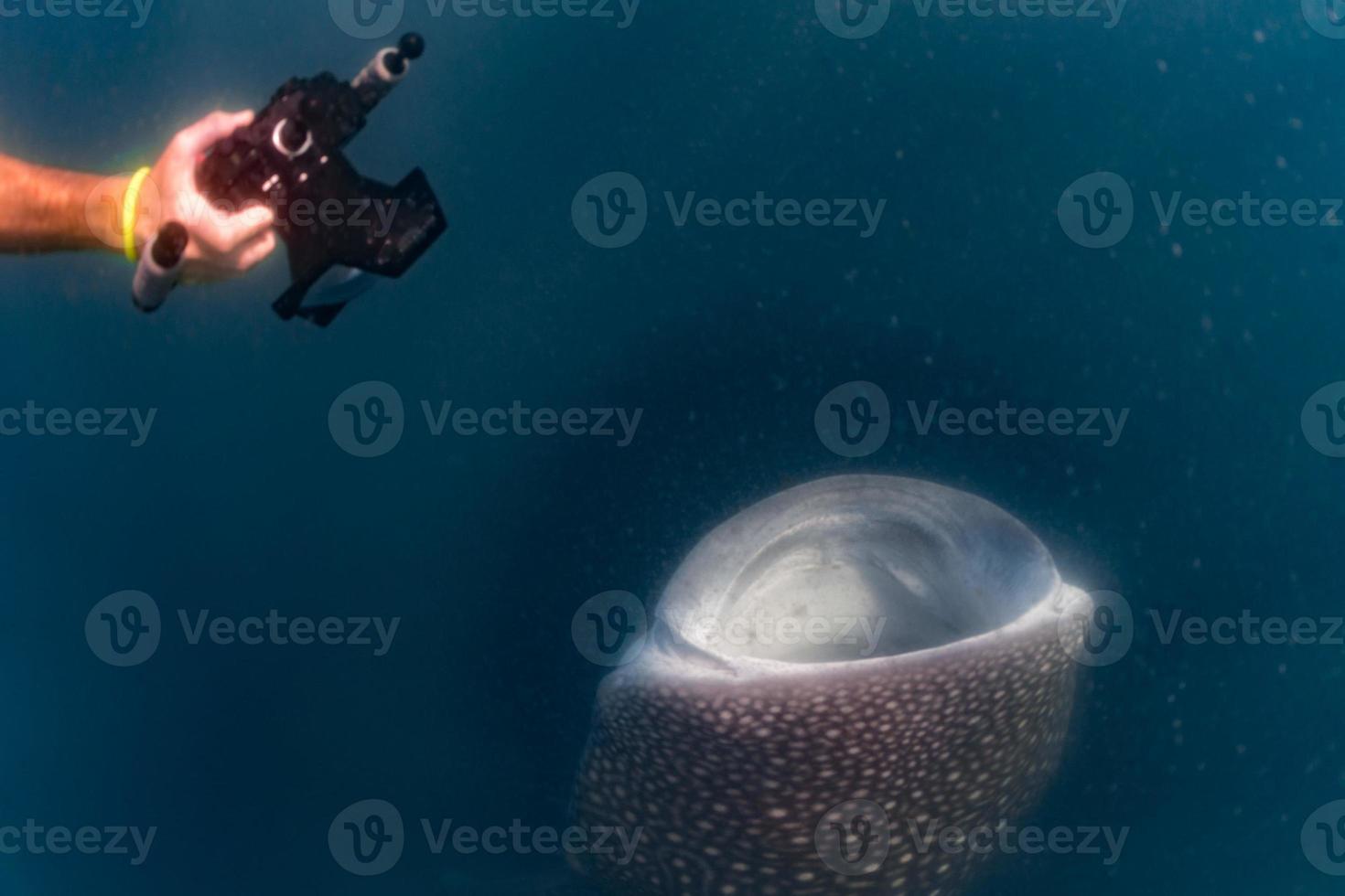 Whale Shark open mouth close up portrait underwater 17366187 Stock