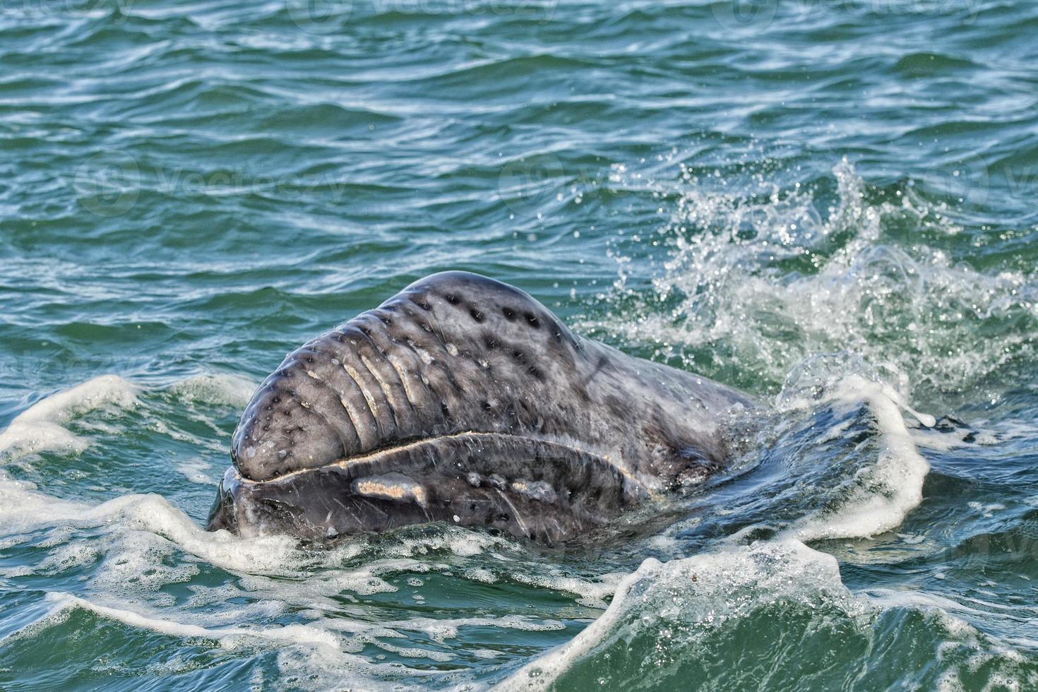 grey whale calf portrait photo