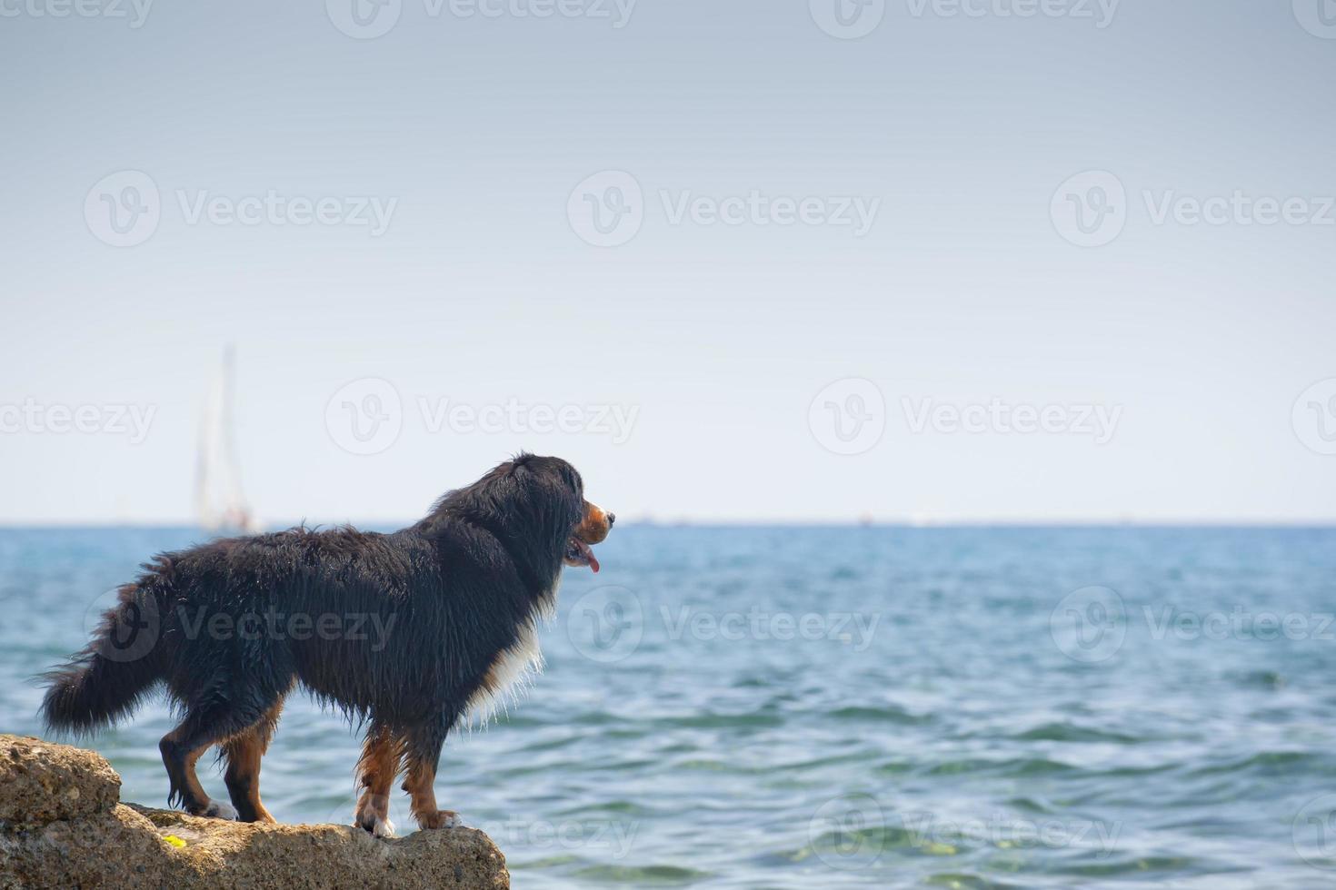 An mountain dog while looking at the sea from a rock photo