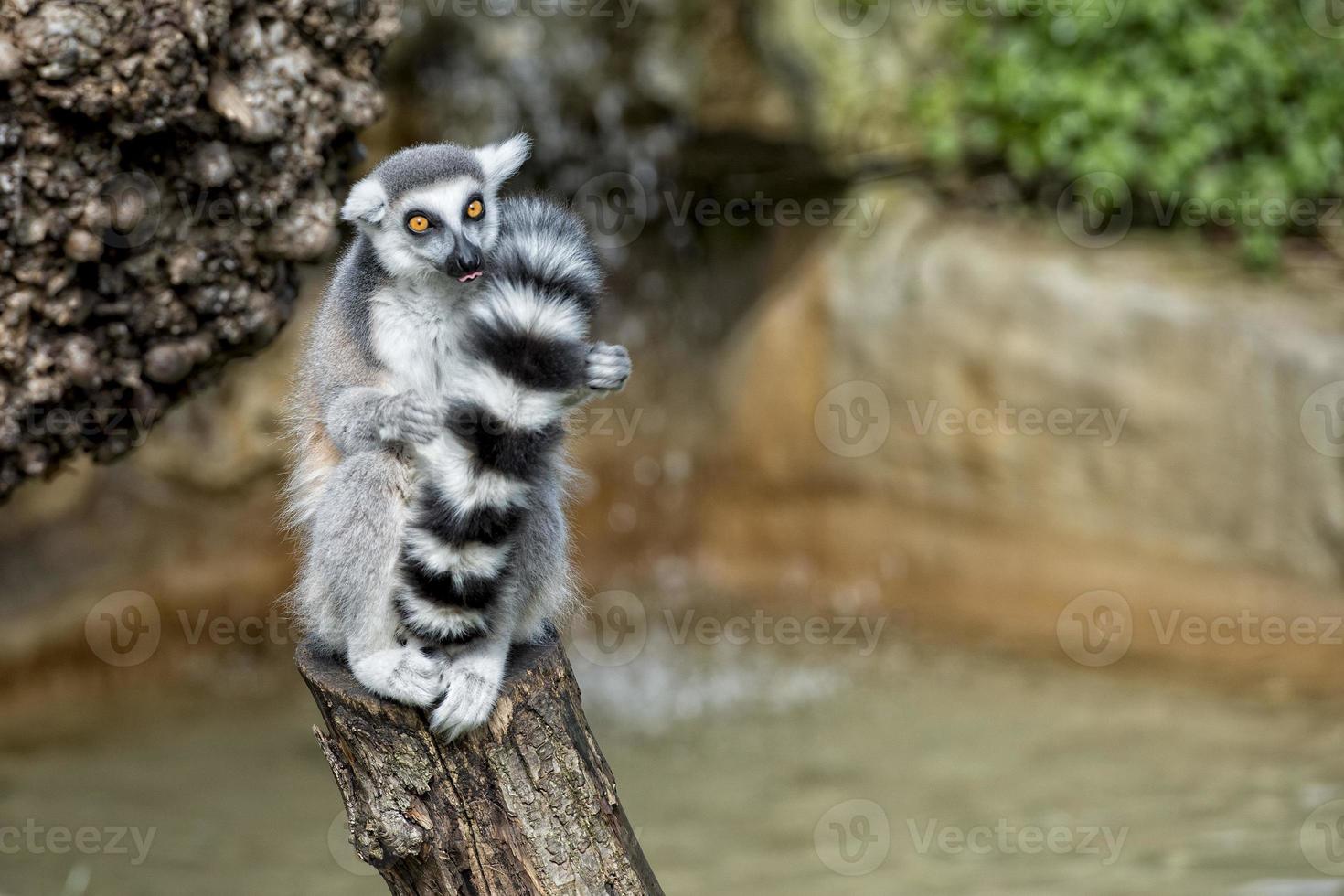lemur monkey while spreading arms to the sun photo