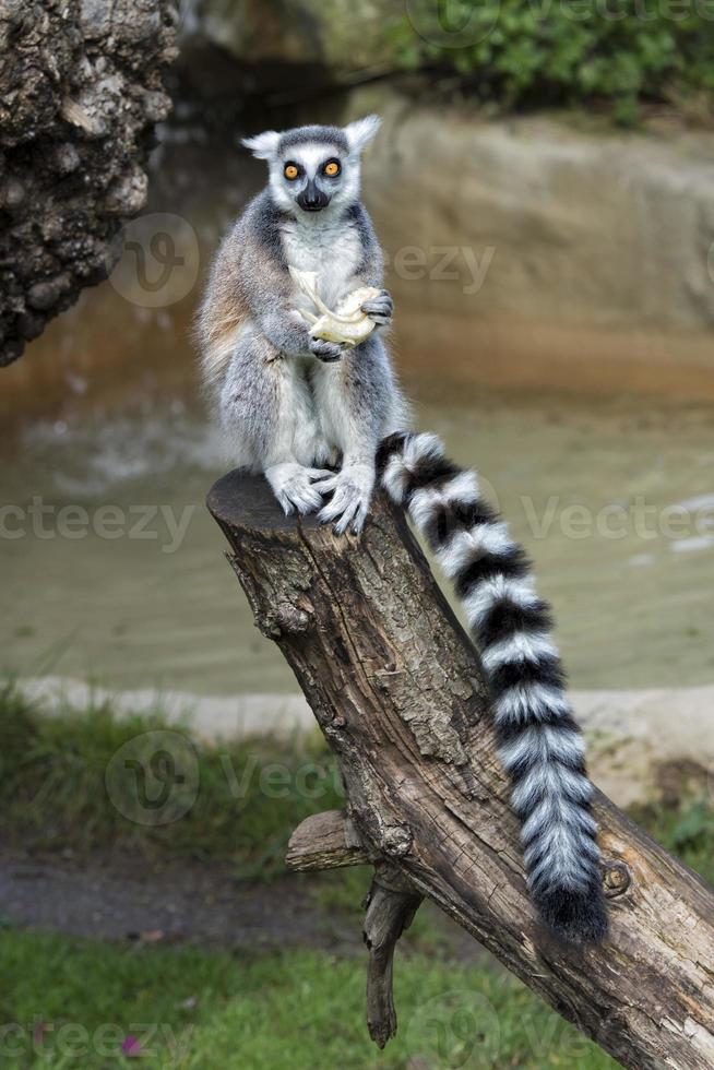 lemur monkey while jeating an apple photo