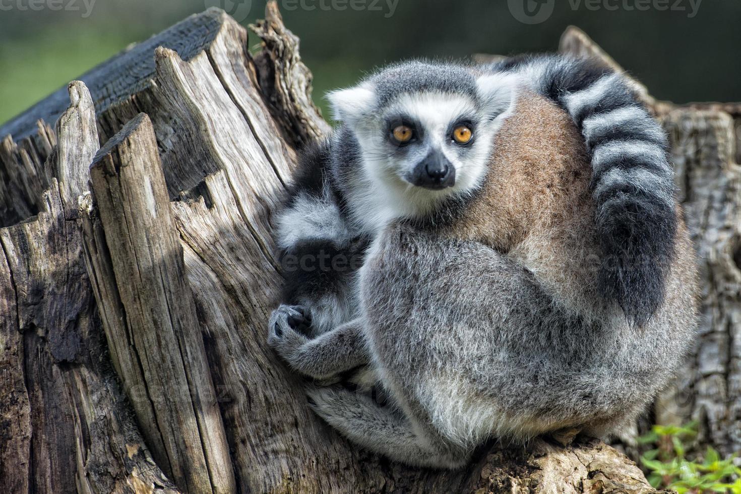 lemur monkey while looking at you photo