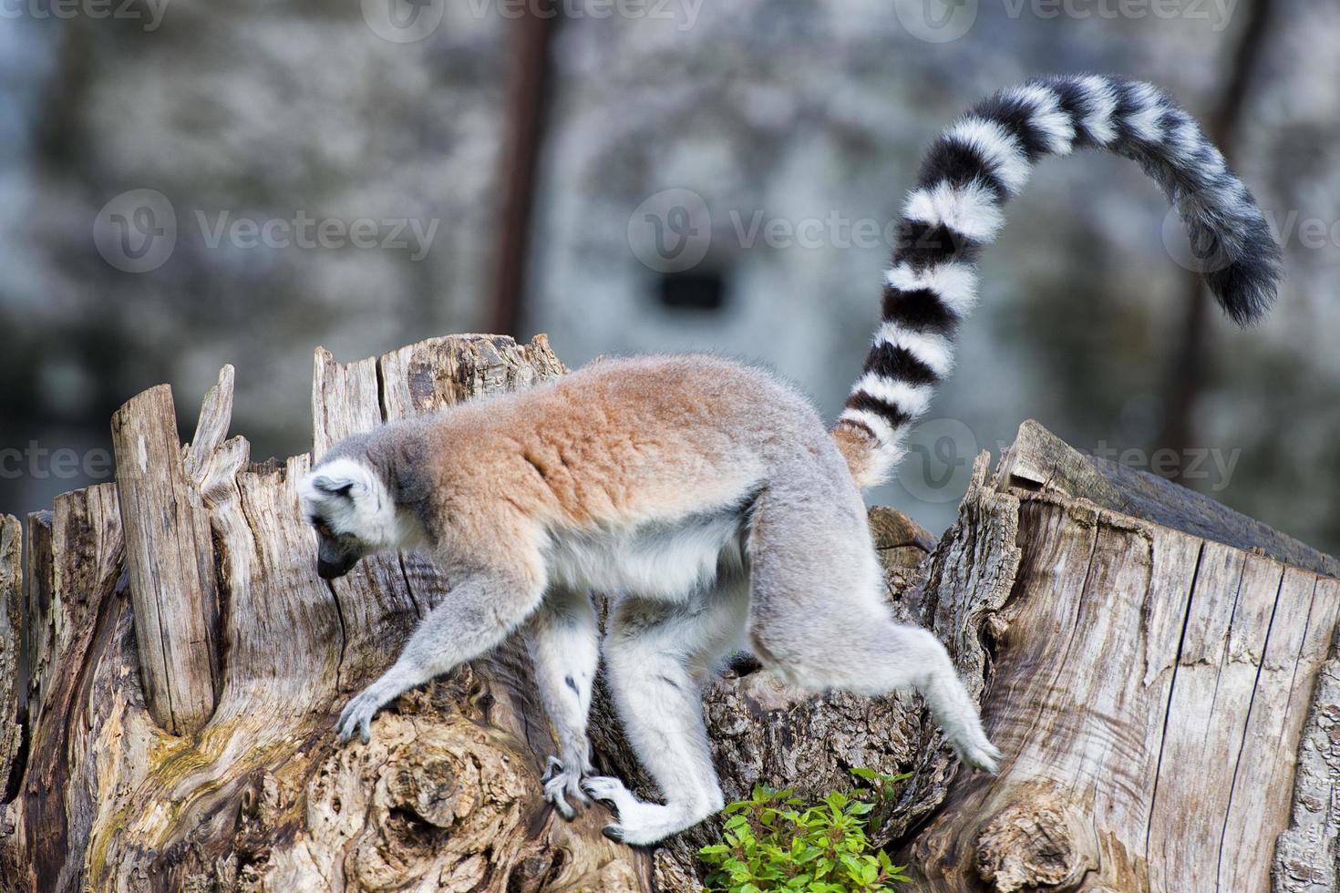 lemur monkey while jumping photo