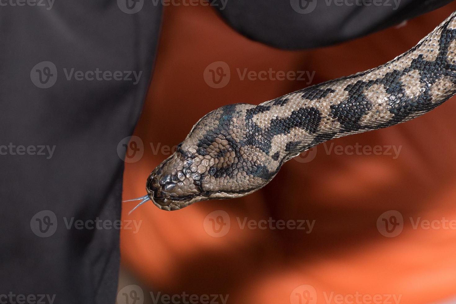 Python snake portrait hanging from man photo