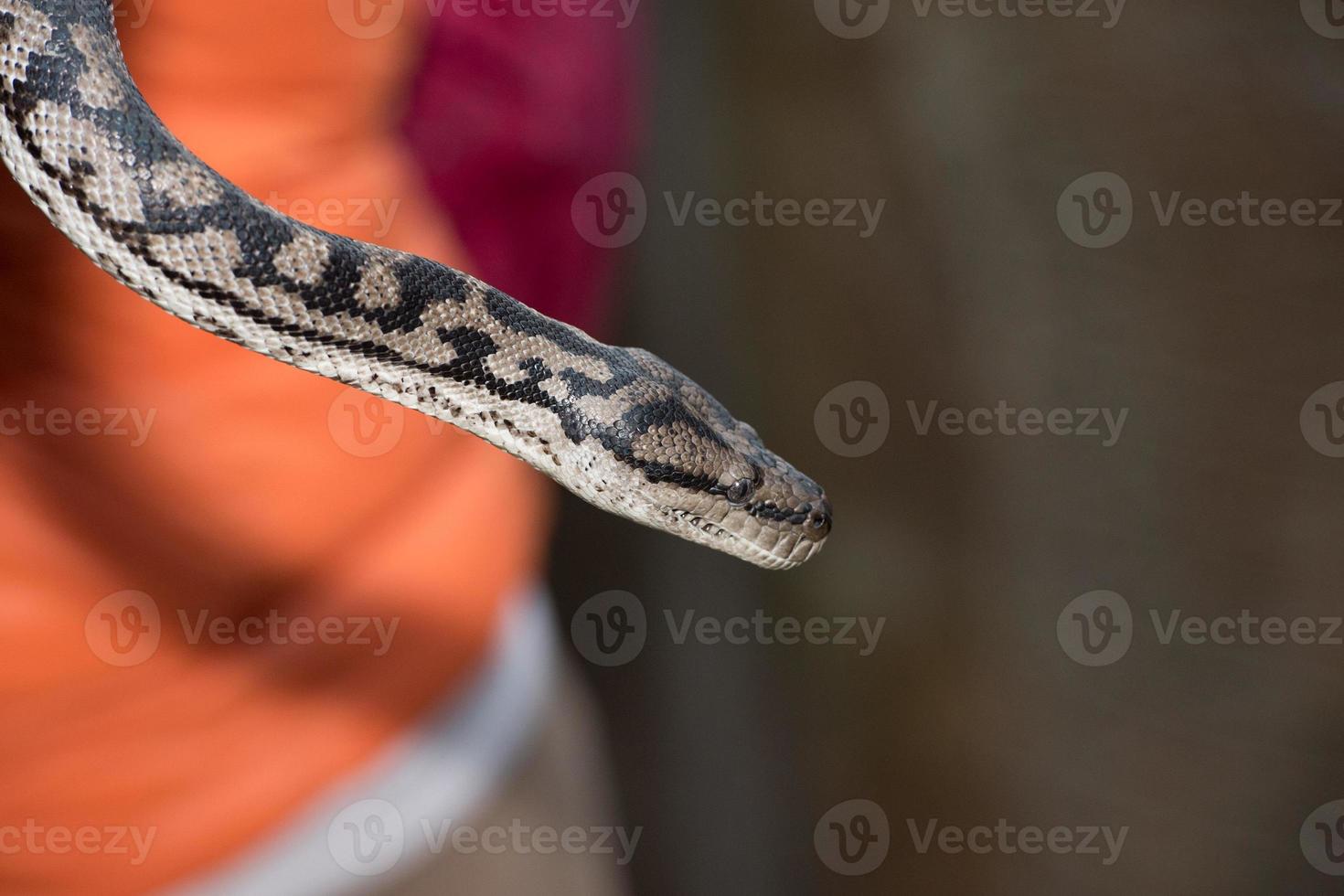 Python snake portrait hanging from man photo