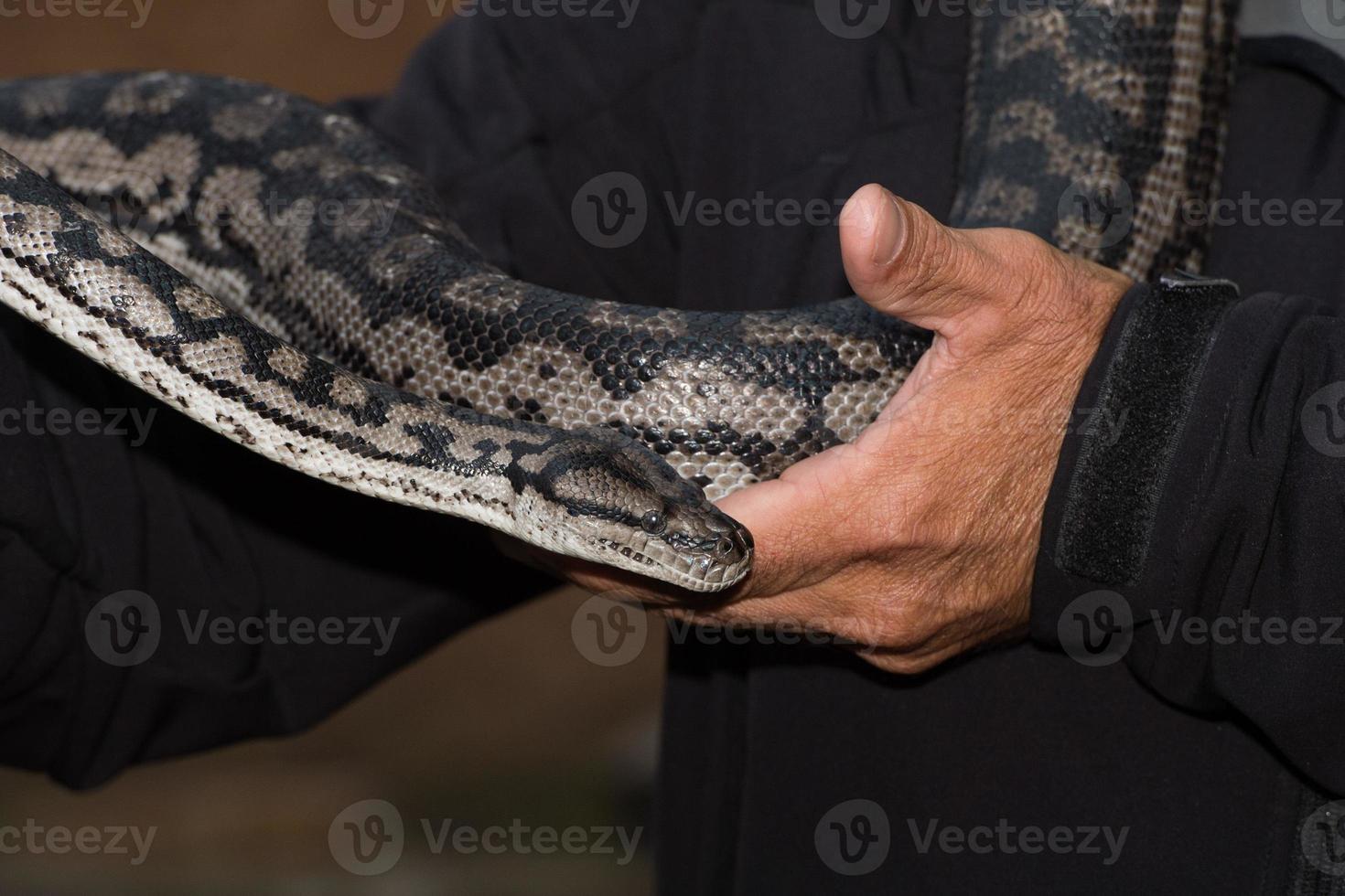 Python snake portrait hanging from man photo