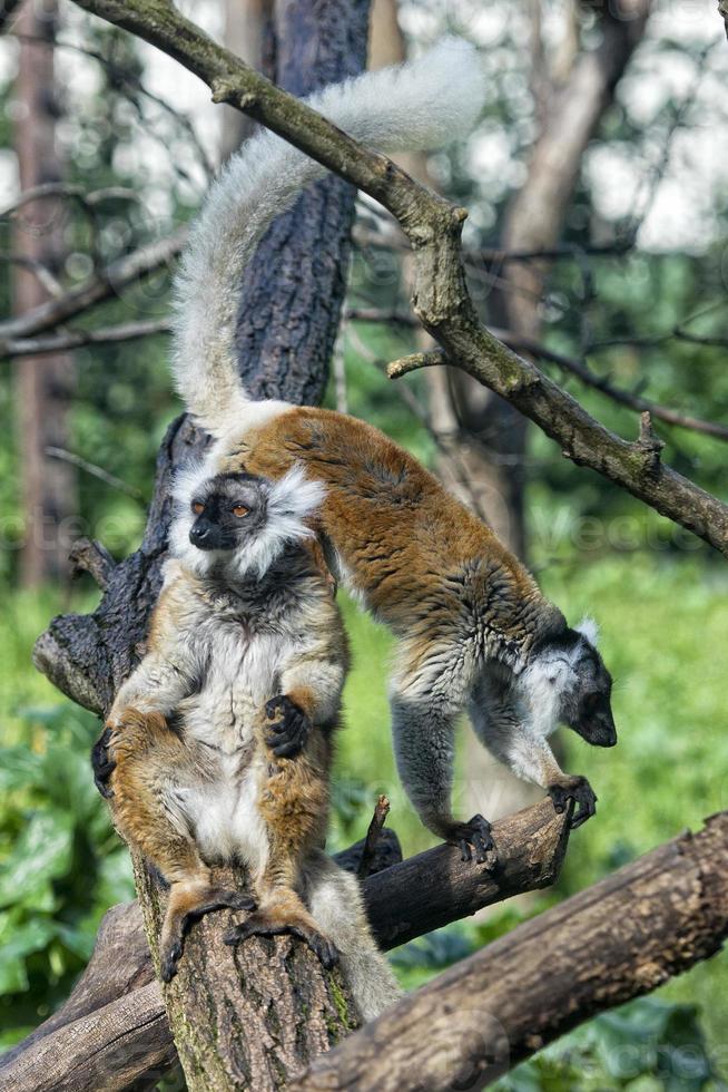 lemur monkey while spreading arms to the sun photo