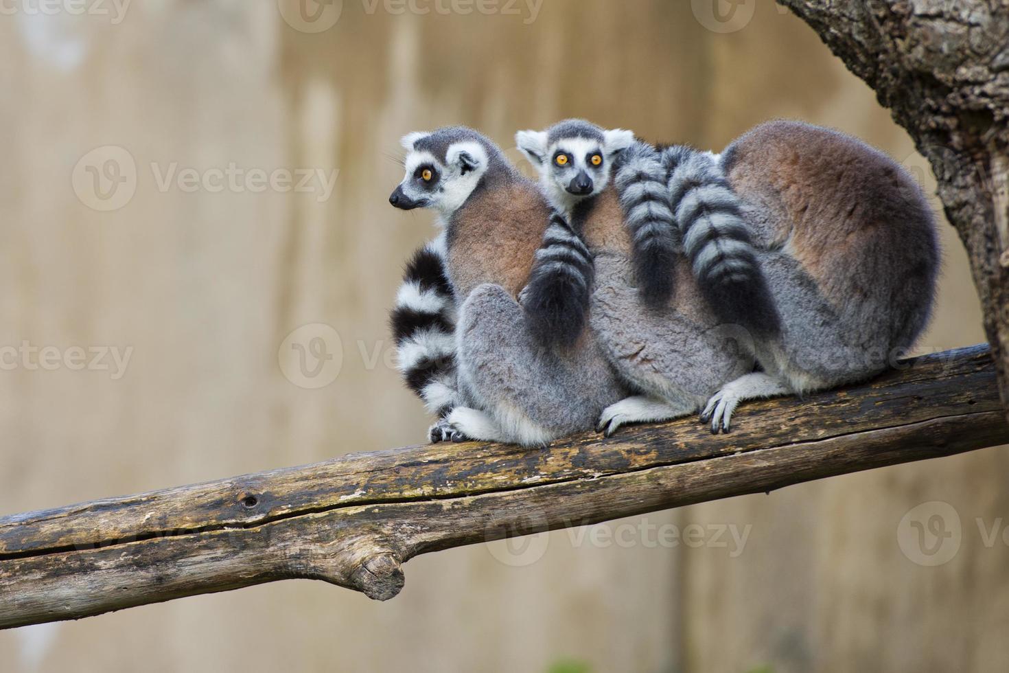 lemur monkey in the zoo photo