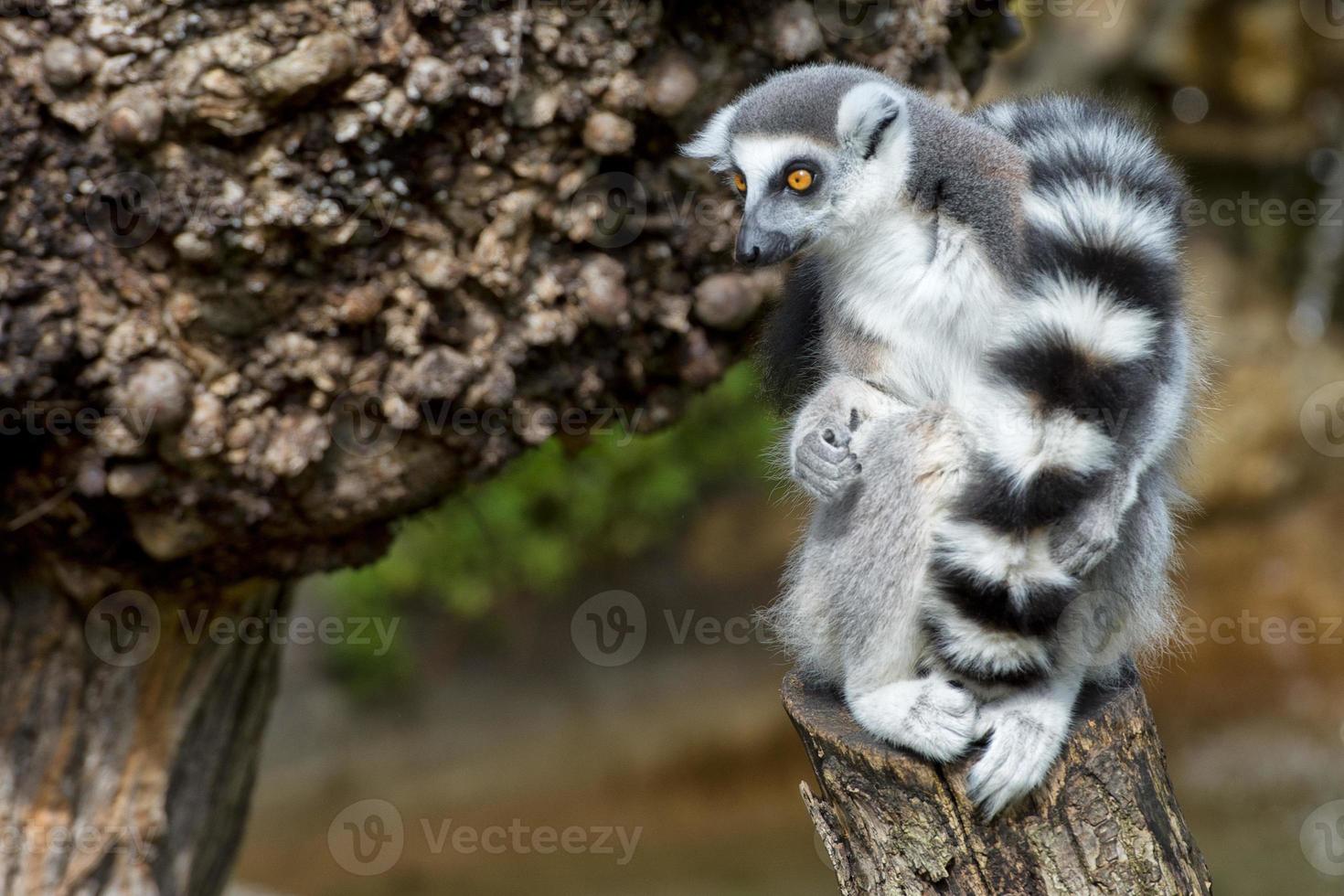 lemur monkey in the zoo photo