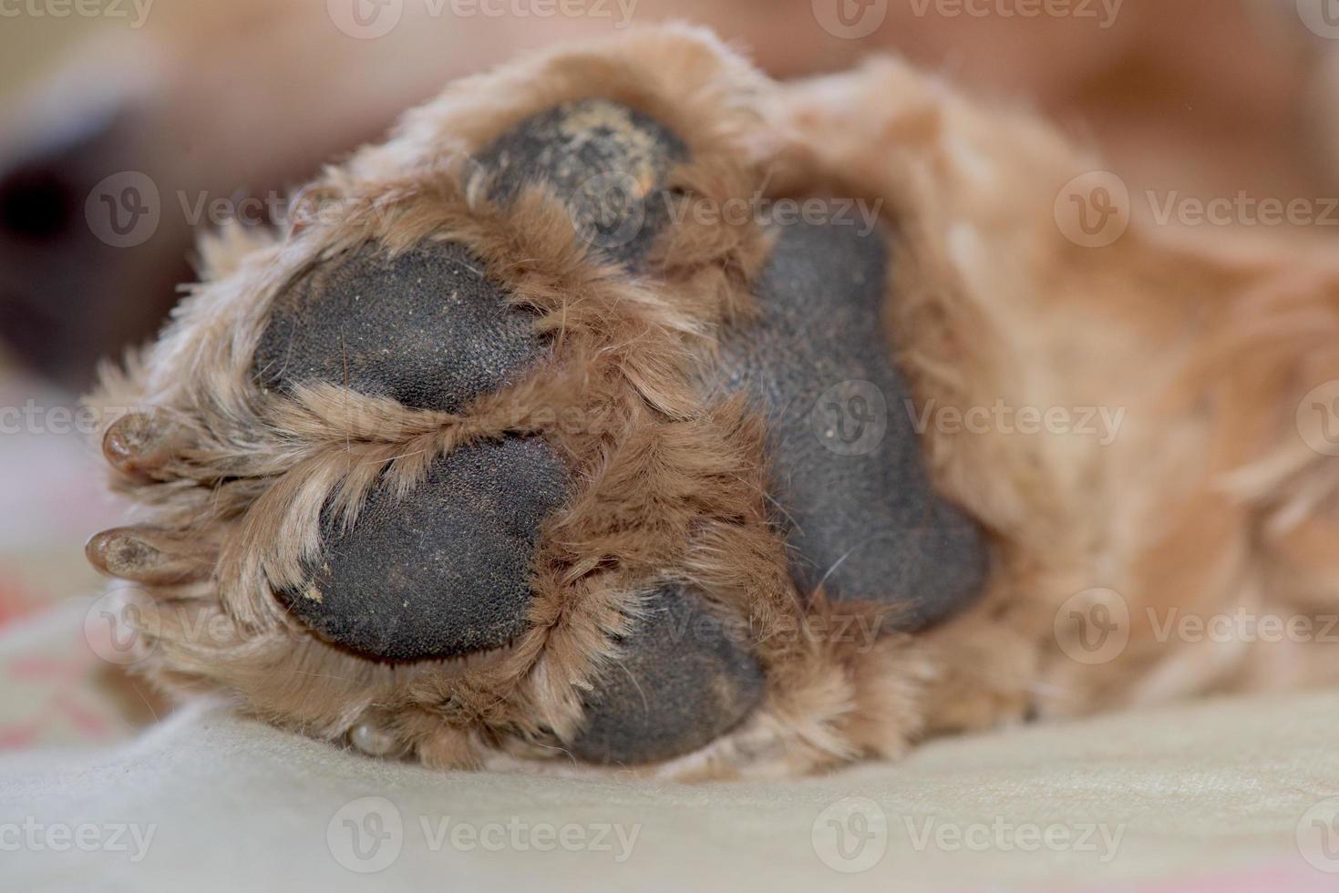 dog paw macro detail close up photo