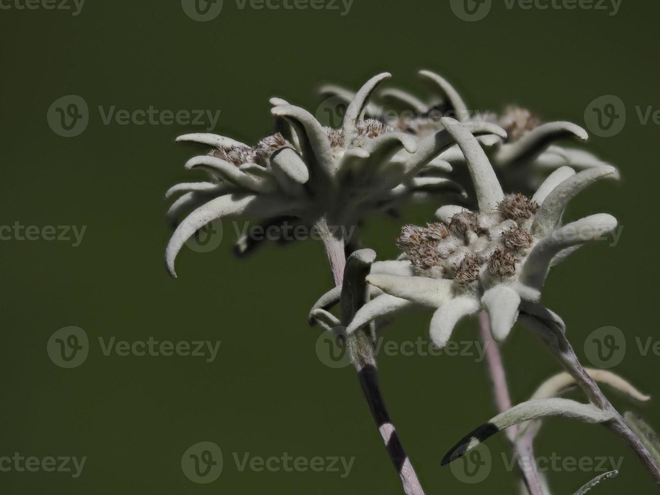 edelweiss estrella alpina flor detalle cerrar foto