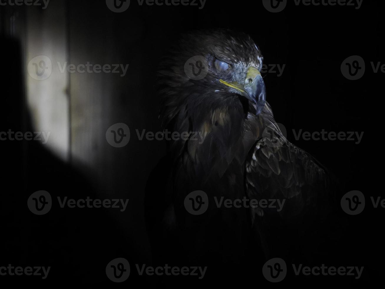 águila aquila chrysaetos aislado en negro foto