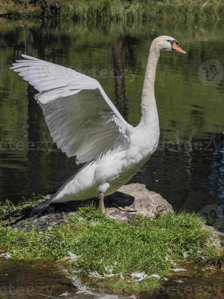 elegante cisne blanco en el lago, cisnes en la naturaleza. retrato foto