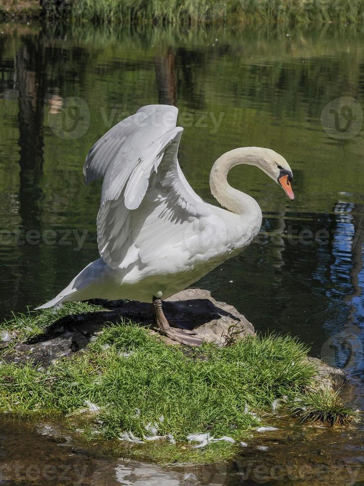 Graceful white Swan in the lake, swans in the wild. Portrait photo