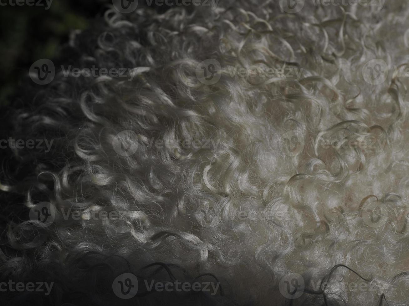 sheep white curly wool detail photo