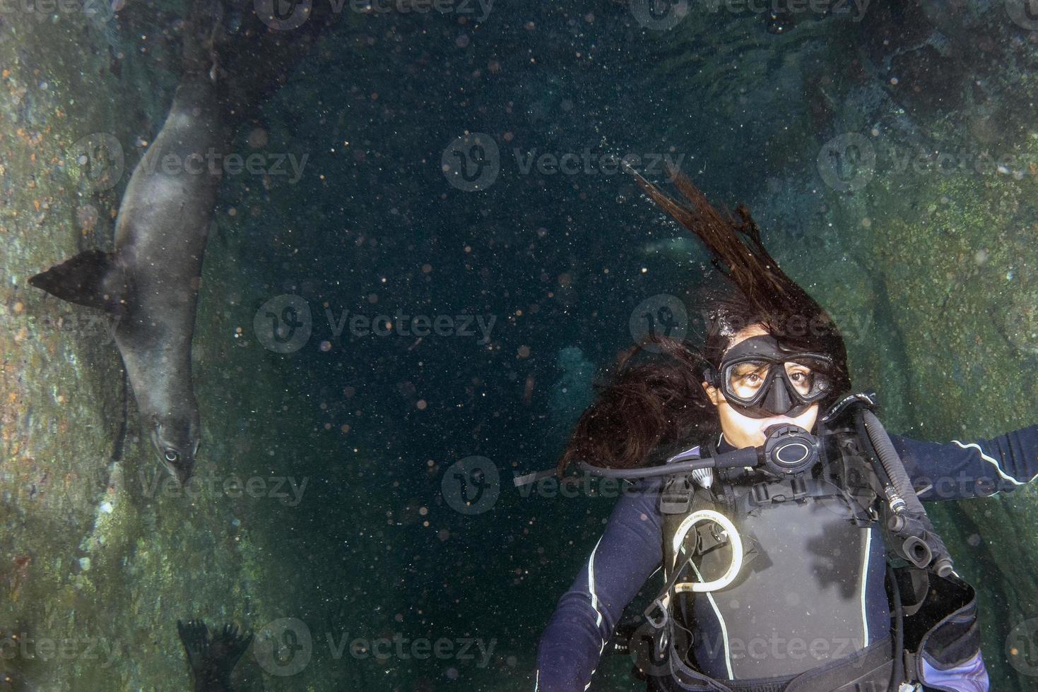 hermosa chica latina buceando con leones marinos en el mar de cortez foto