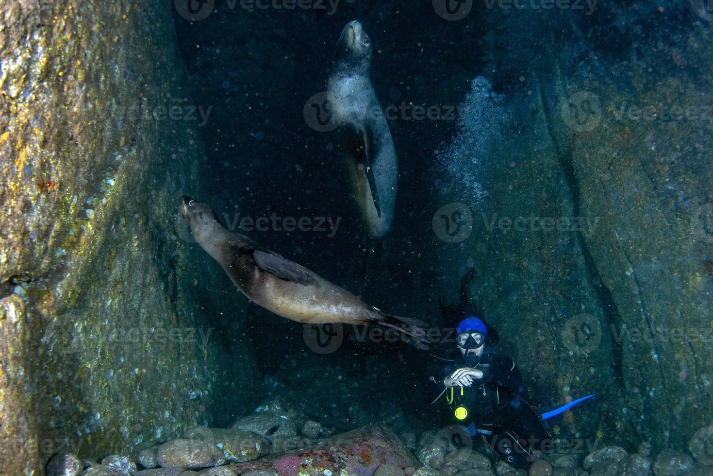 hermosa chica latina buceando con leones marinos en el mar de cortez foto