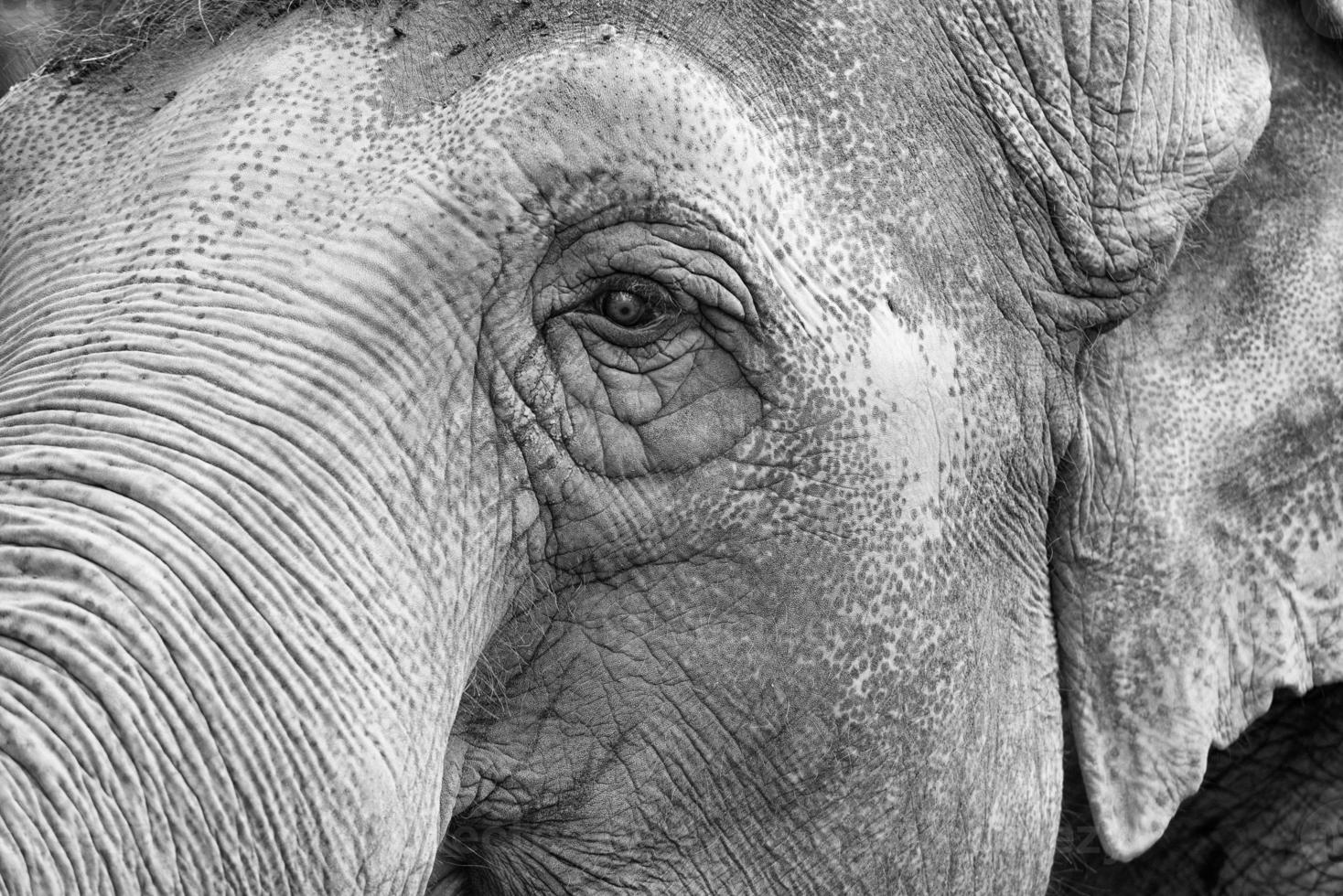 elephant eye close up detail photo