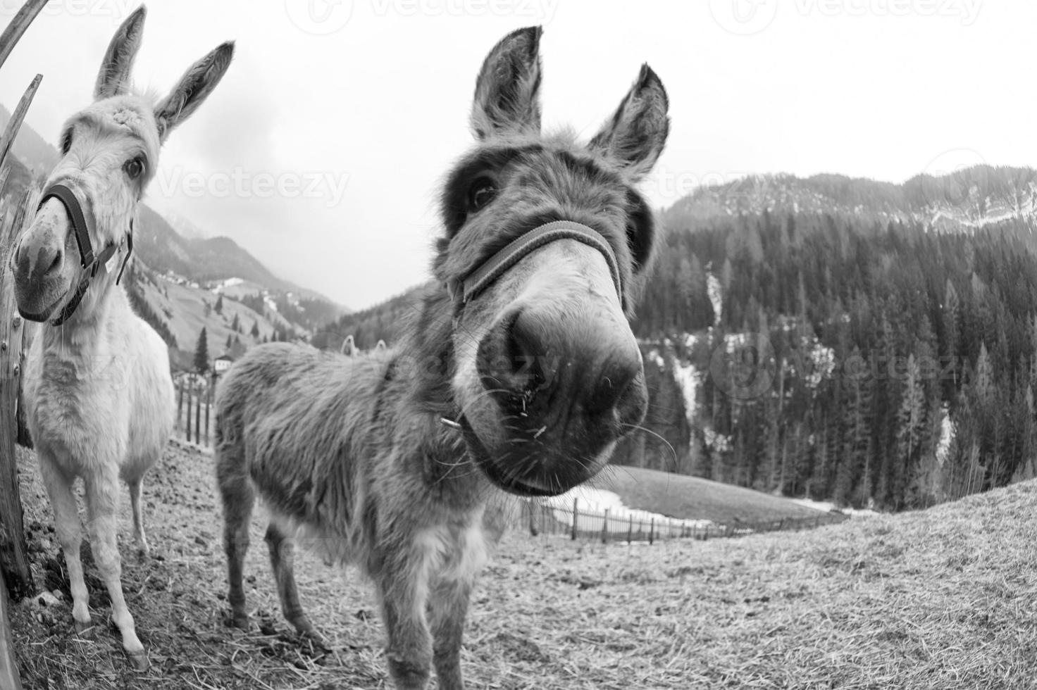 white donkey portrait photo