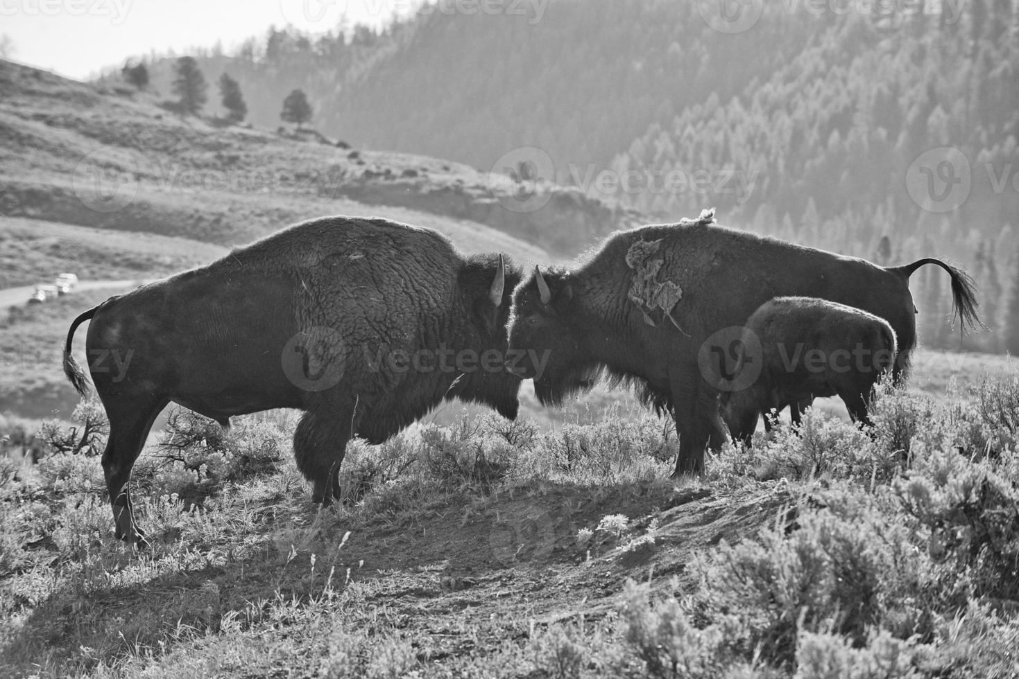 silueta de la puesta del sol de la familia del búfalo del bisonte en blanco y negro foto