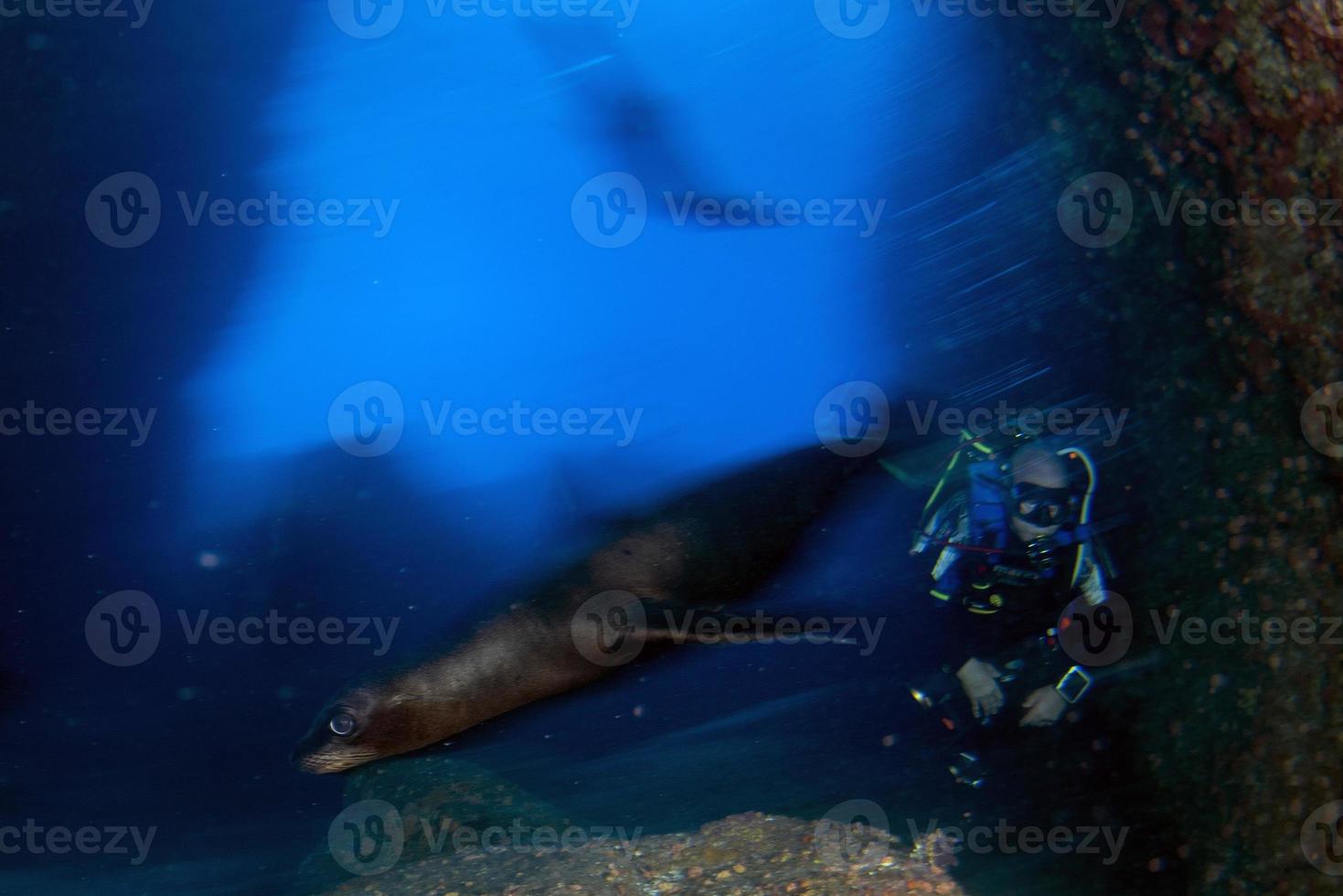 sea lion coming to you while diving galapagos photo