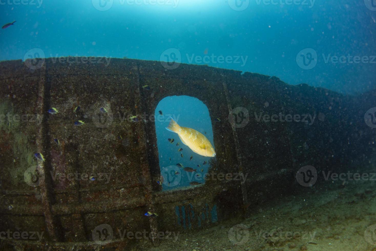 divers exploring a shipwreck underwater photo